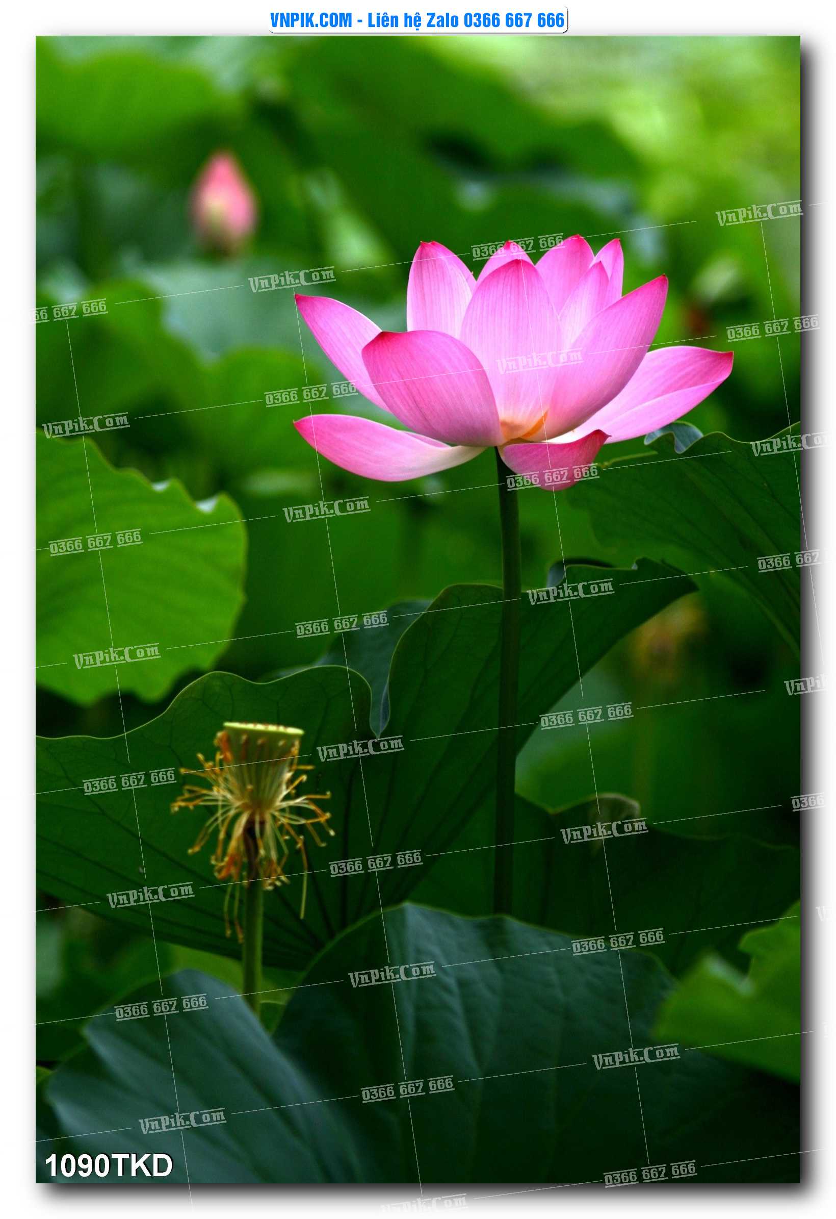 Tranh Khổ Dọc – Tranh Thác Nước – Tranh Phong Cảnh Đẹp – Tranh Treo Tường – Mã file 1090TKD