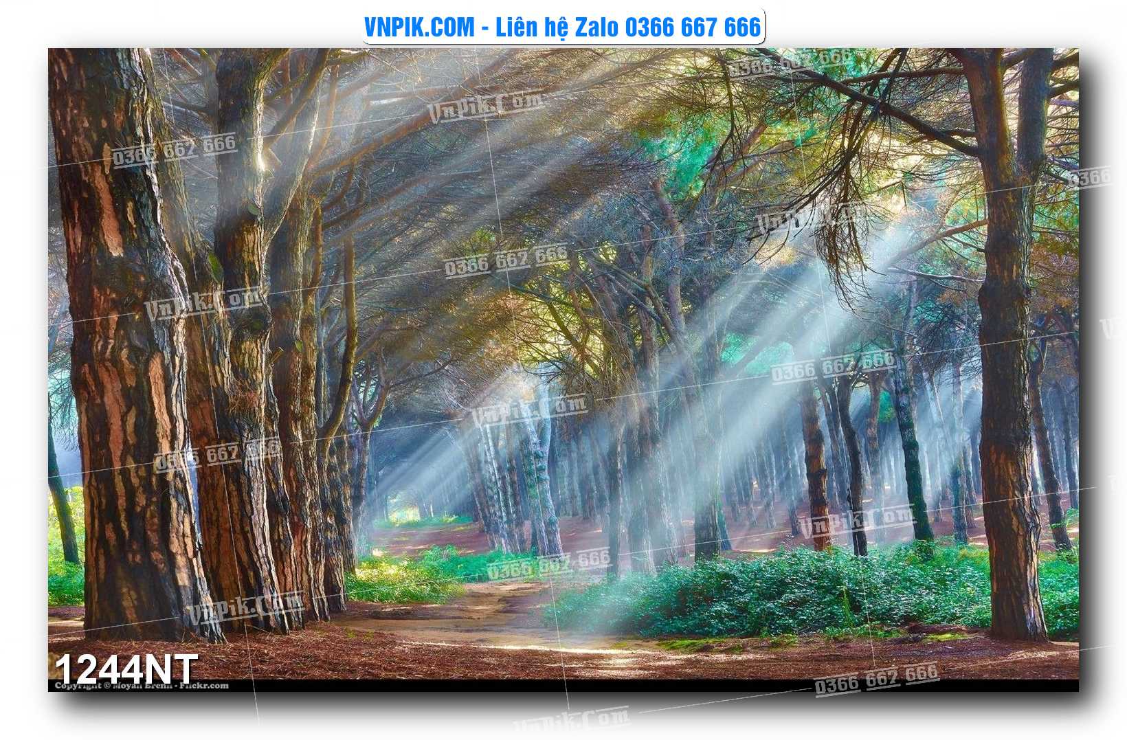 Tranh Trang Trí Phong Cảnh Nghệ Thuật Mã Số 1244NT