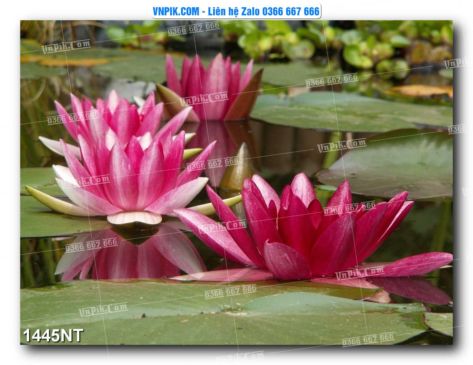 Tranh Trang Trí Phong Cảnh Nghệ Thuật Mã Số 1445NT