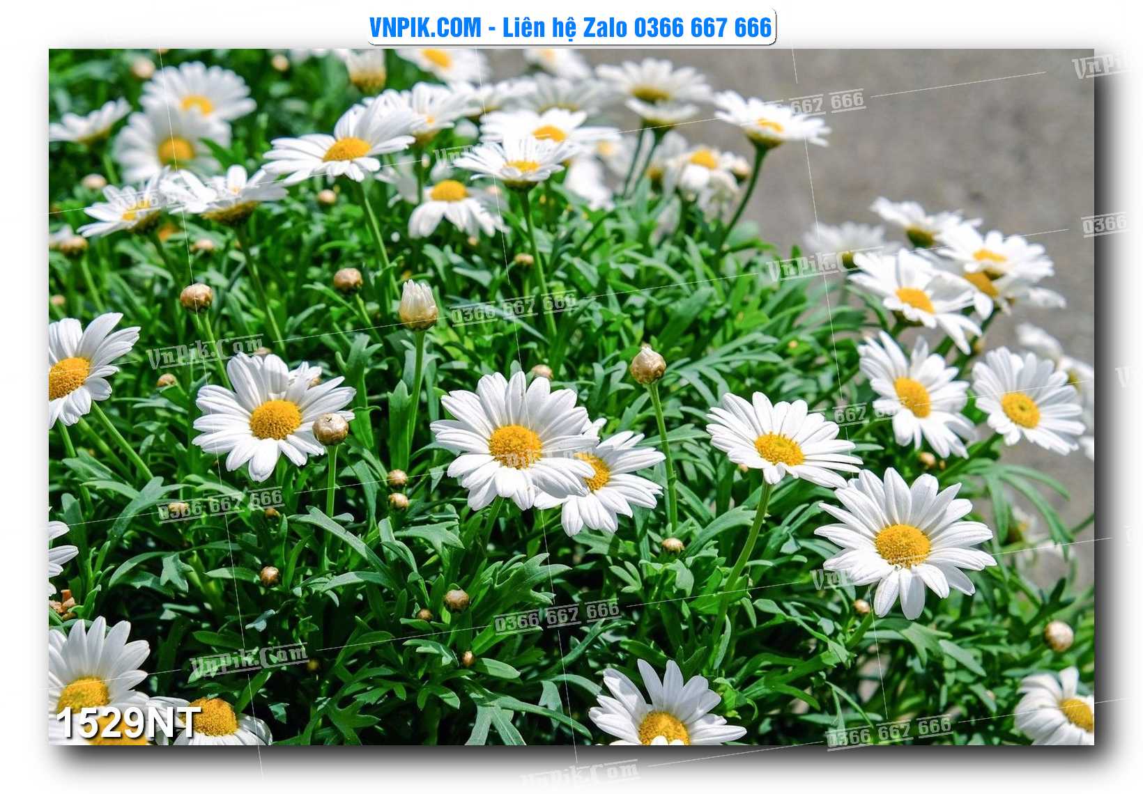 Tranh Trang Trí Phong Cảnh Nghệ Thuật Mã Số 1529NT