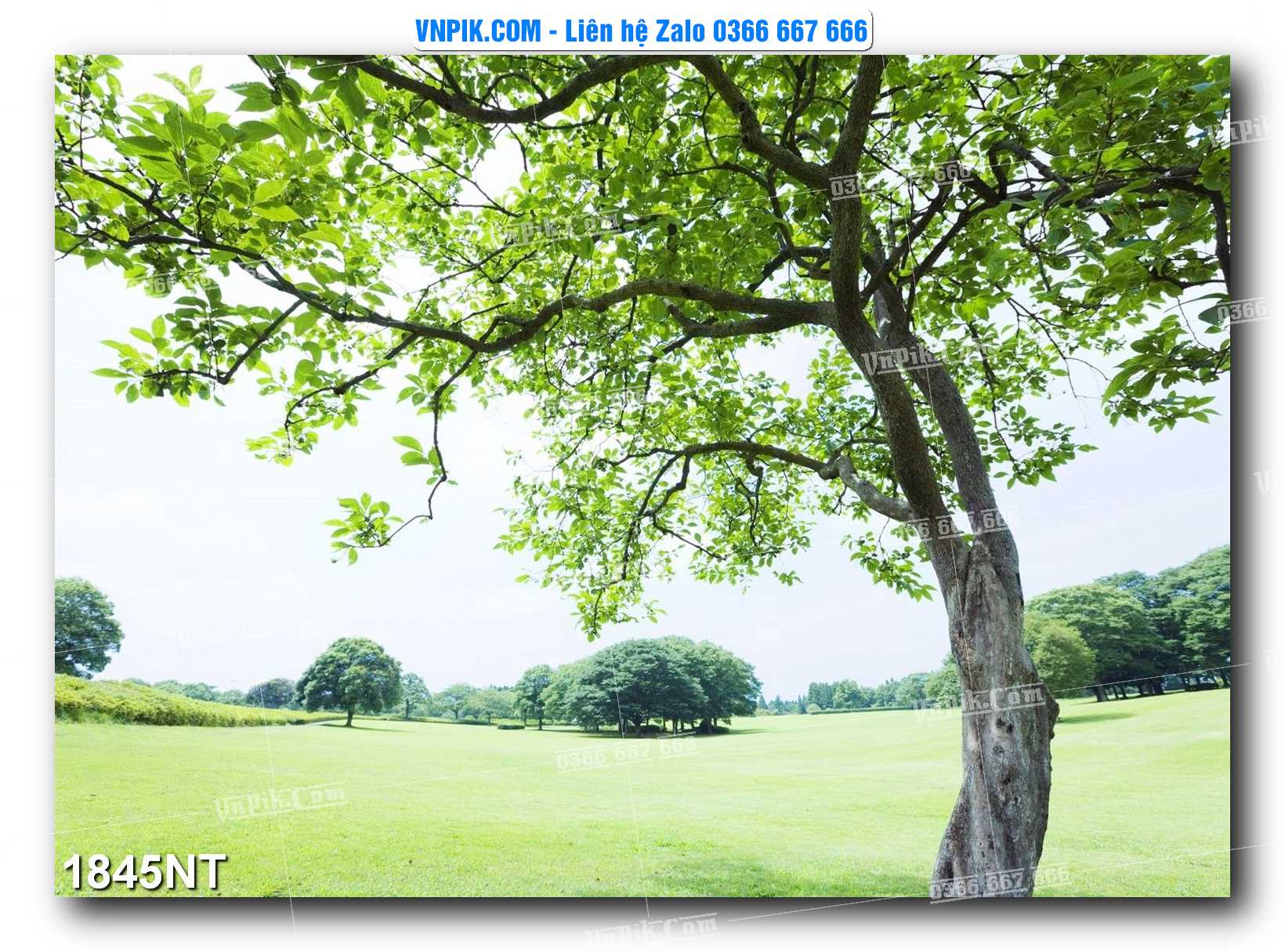 Tranh Trang Trí Phong Cảnh Nghệ Thuật Mã Số 1845NT