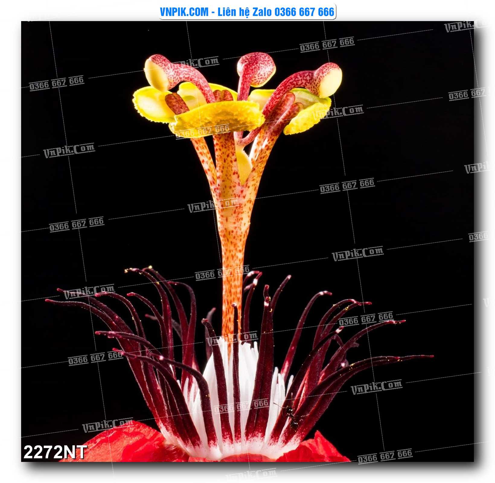 Tranh Trang Trí Phong Cảnh Nghệ Thuật Mã Số 2272NT