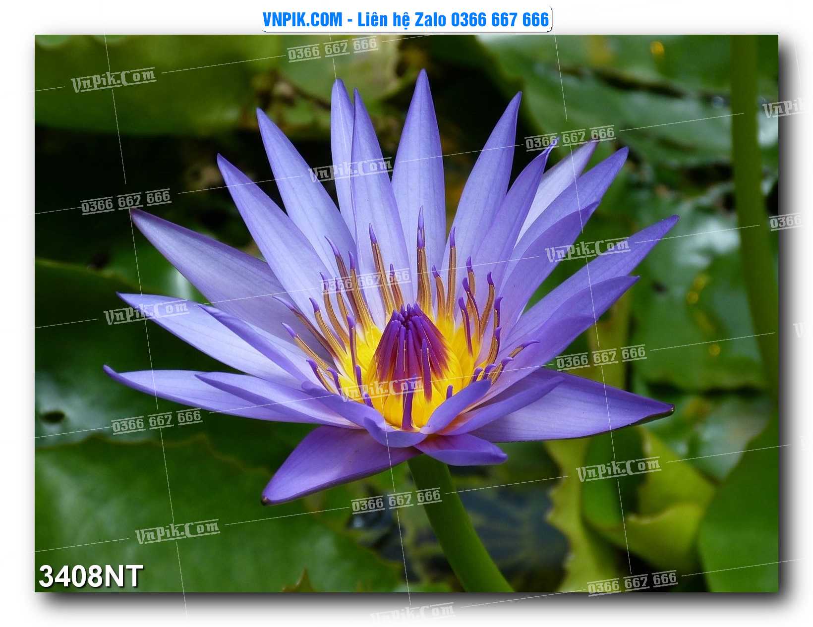 Tranh Trang Trí Phong Cảnh Nghệ Thuật Mã Số 3408NT