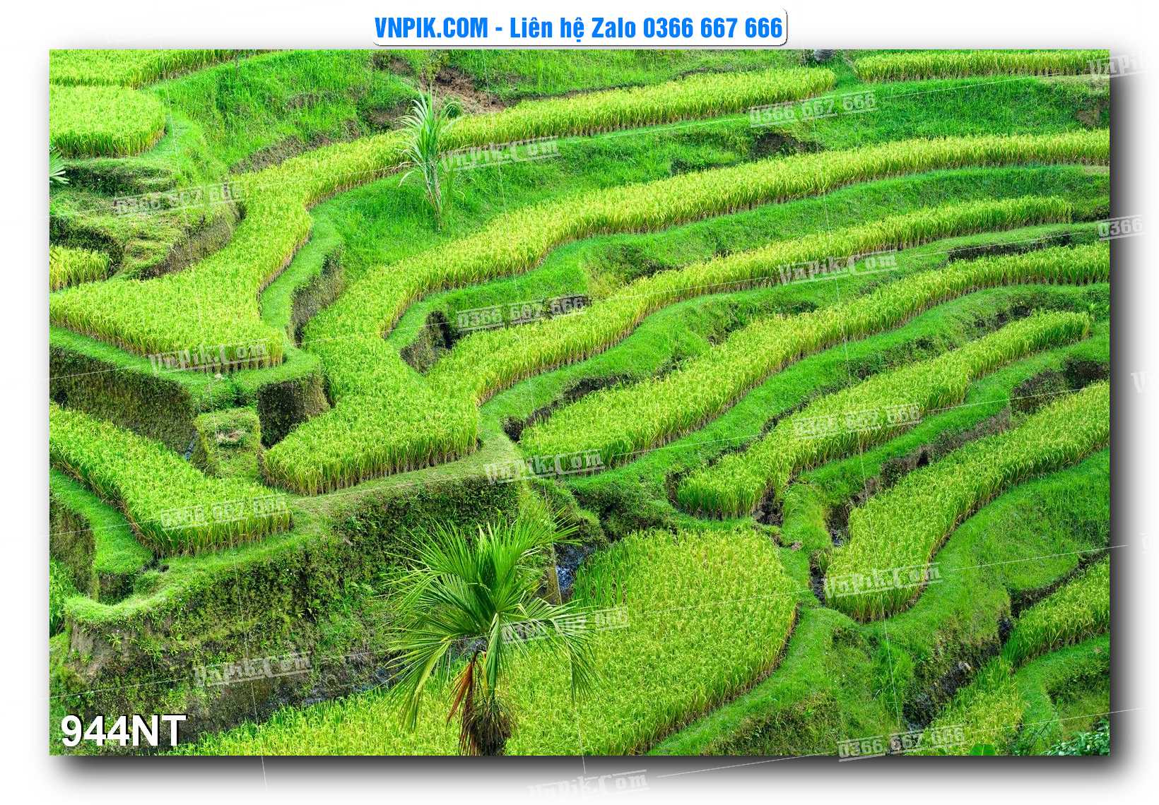 Tranh Trang Trí Phong Cảnh Nghệ Thuật Mã Số 944NT