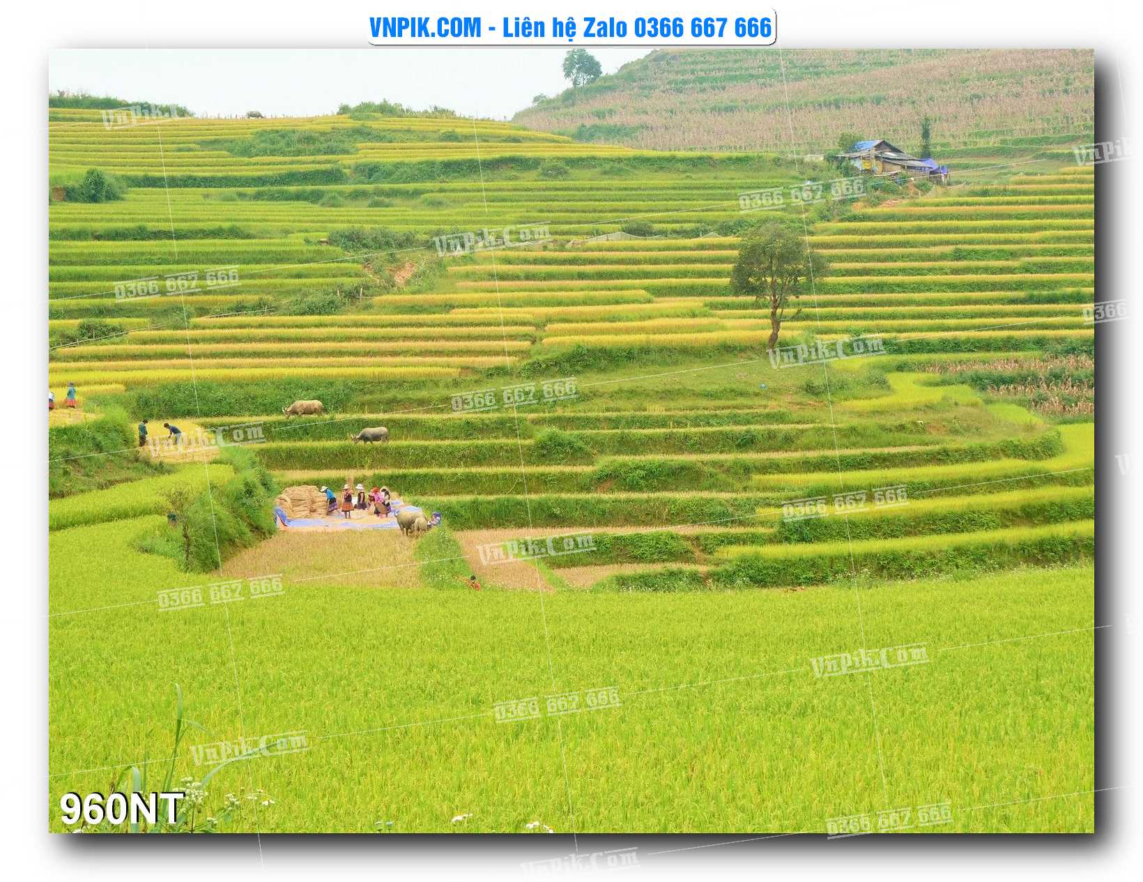 Tranh Trang Trí Phong Cảnh Nghệ Thuật Mã Số 960NT