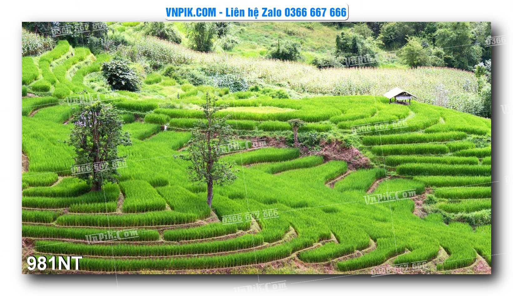 Tranh Trang Trí Phong Cảnh Nghệ Thuật Mã Số 981NT