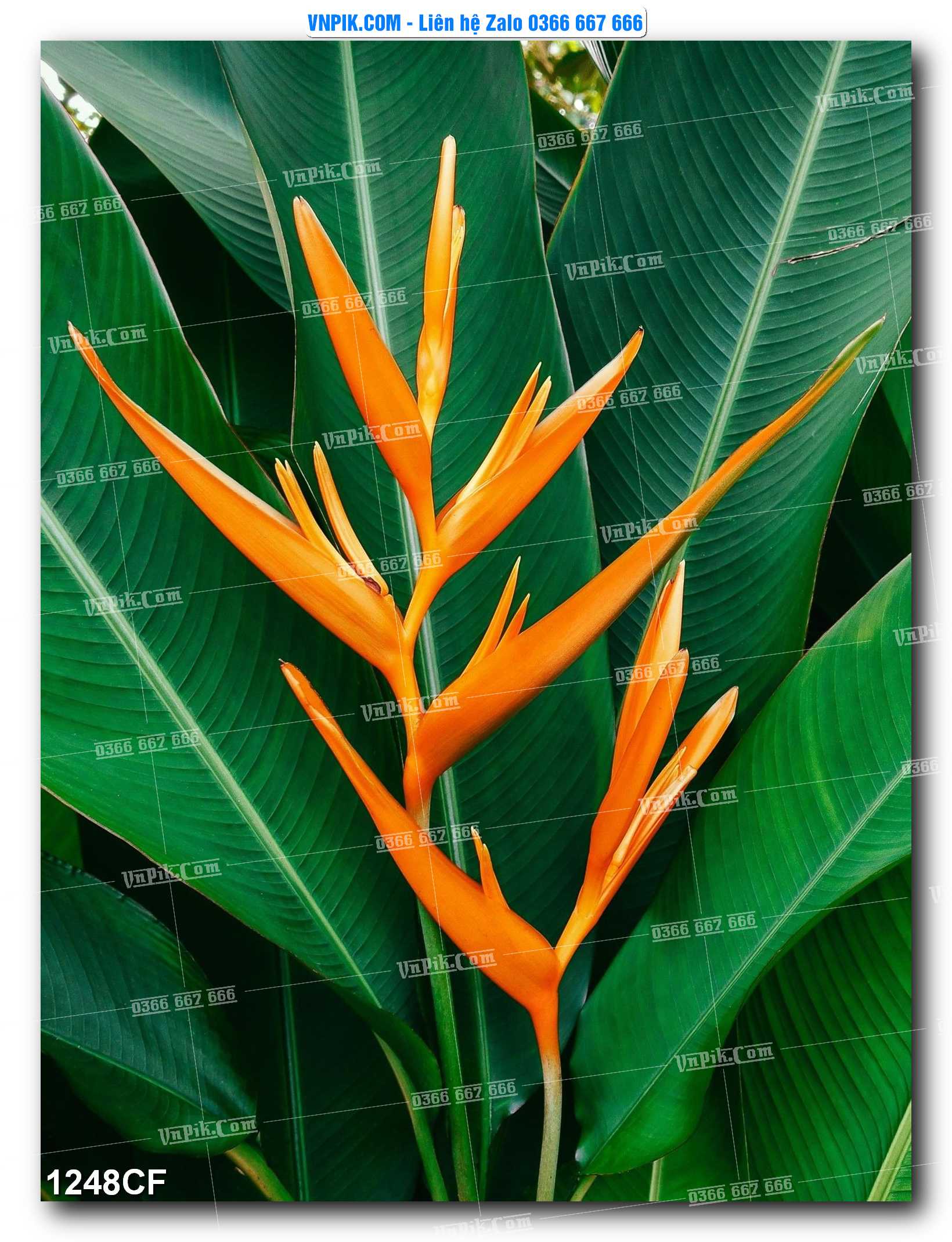 Tranh tường trang trí quán cà phê – trà chanh – trà sữa mã 1248CF