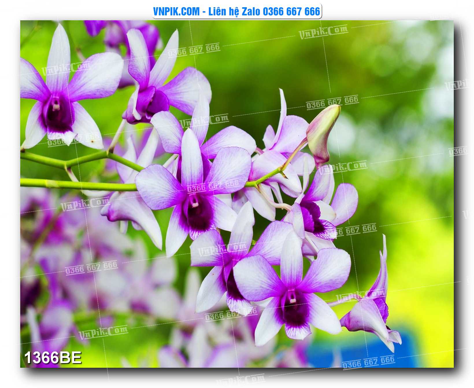 Tranh treo tường trang trí phòng bếp đẹp mã 1366BE
