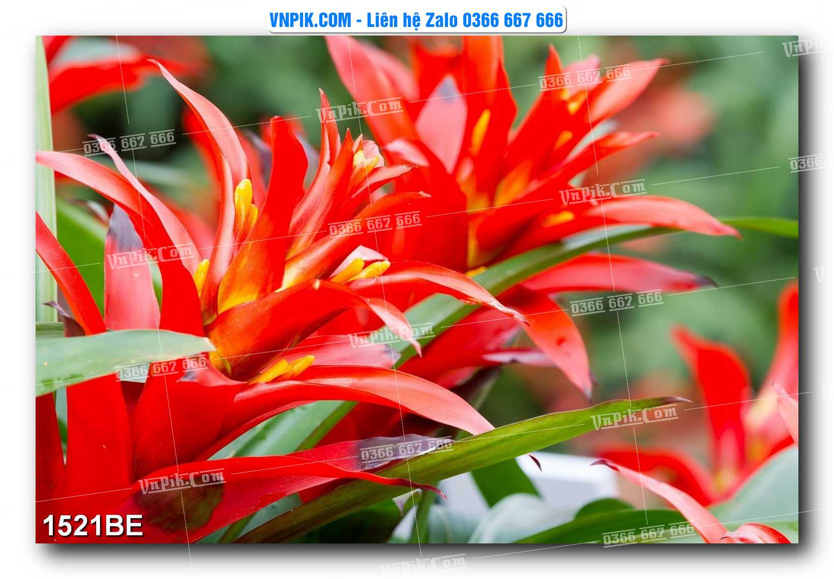 Tranh treo tường trang trí phòng bếp đẹp mã 1521BE