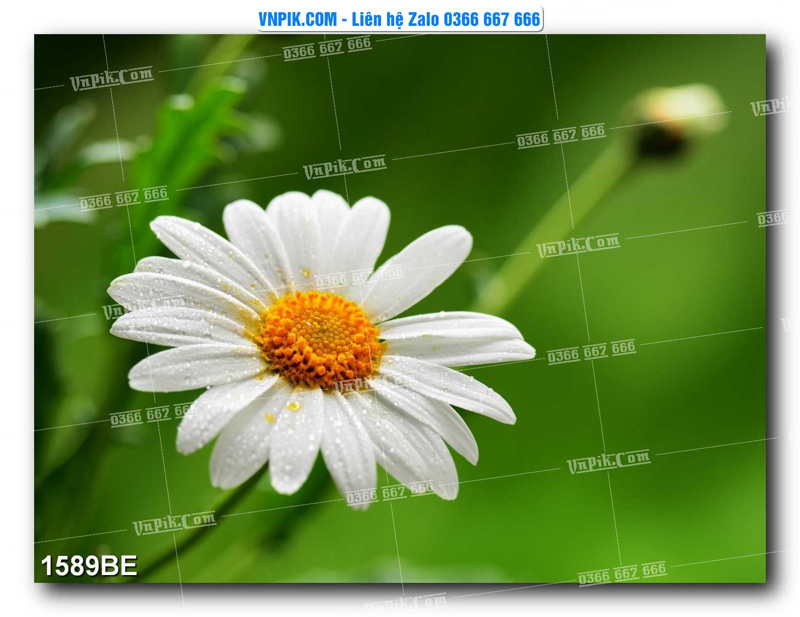 Tranh treo tường trang trí phòng bếp đẹp mã 1589BE