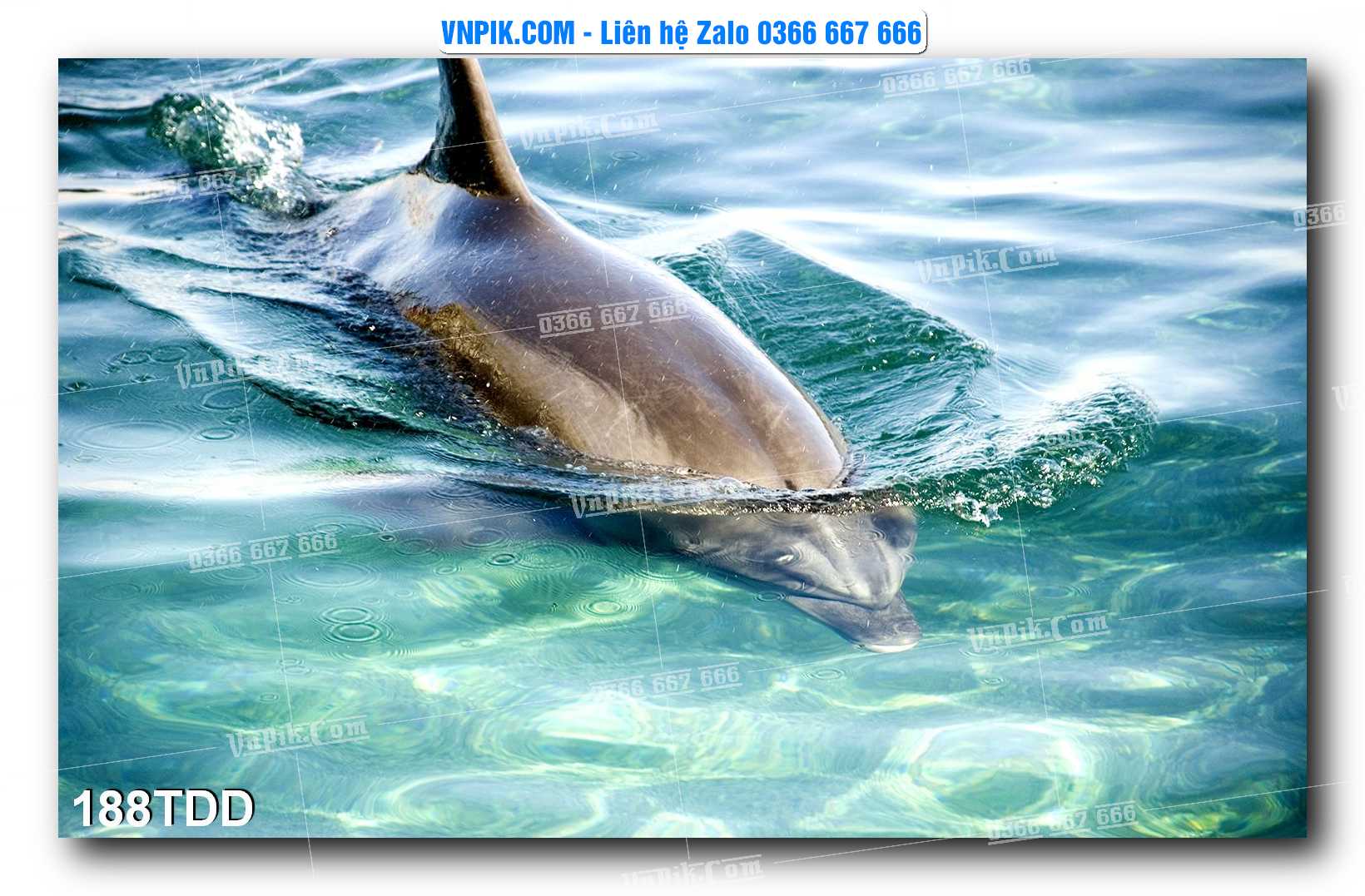 Tranh đại dương – cá heo 3D – tranh bể cá 188TDD