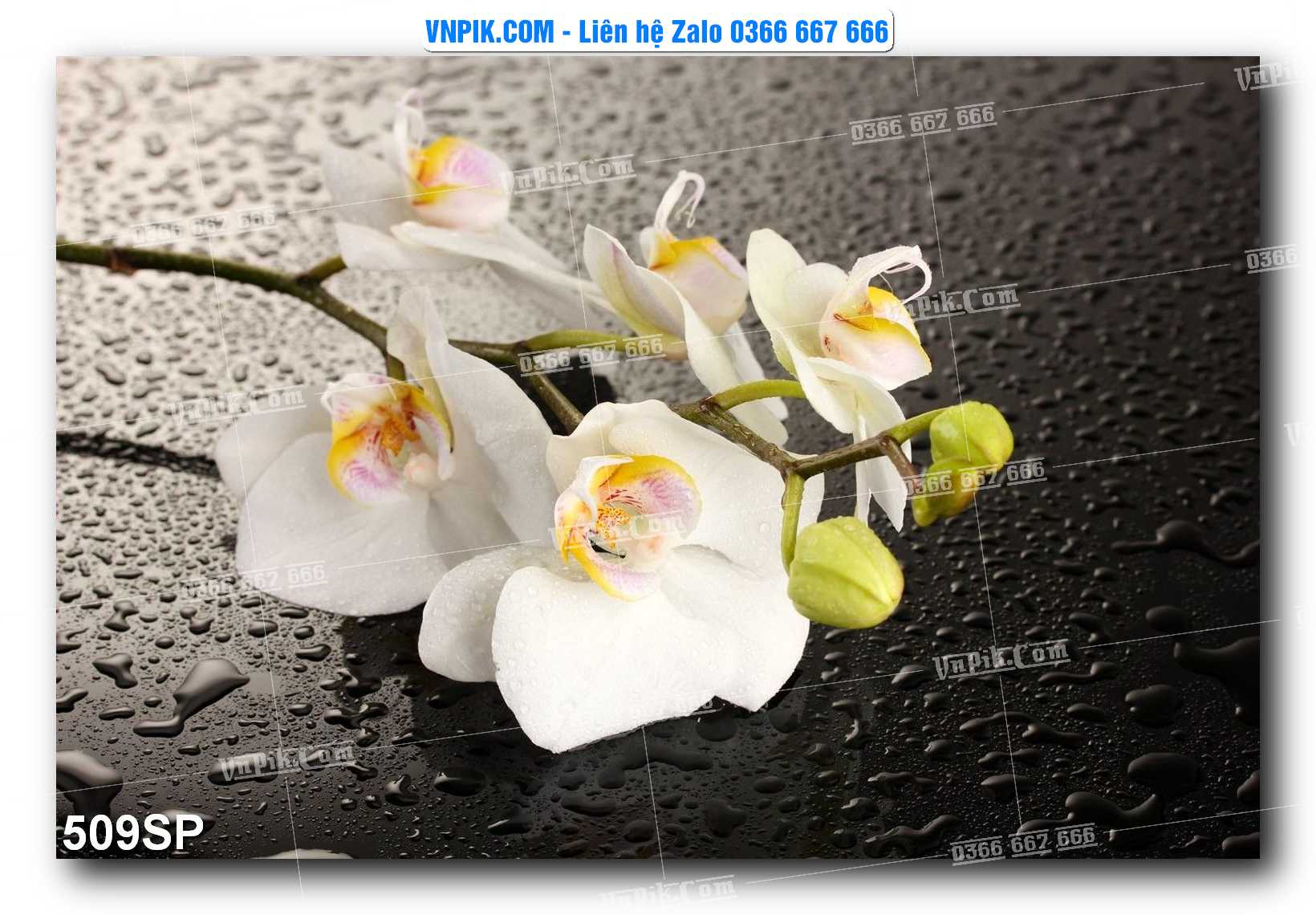 Mẫu tranh spa treo tường đẹp file vector – psd mẫu 508SP