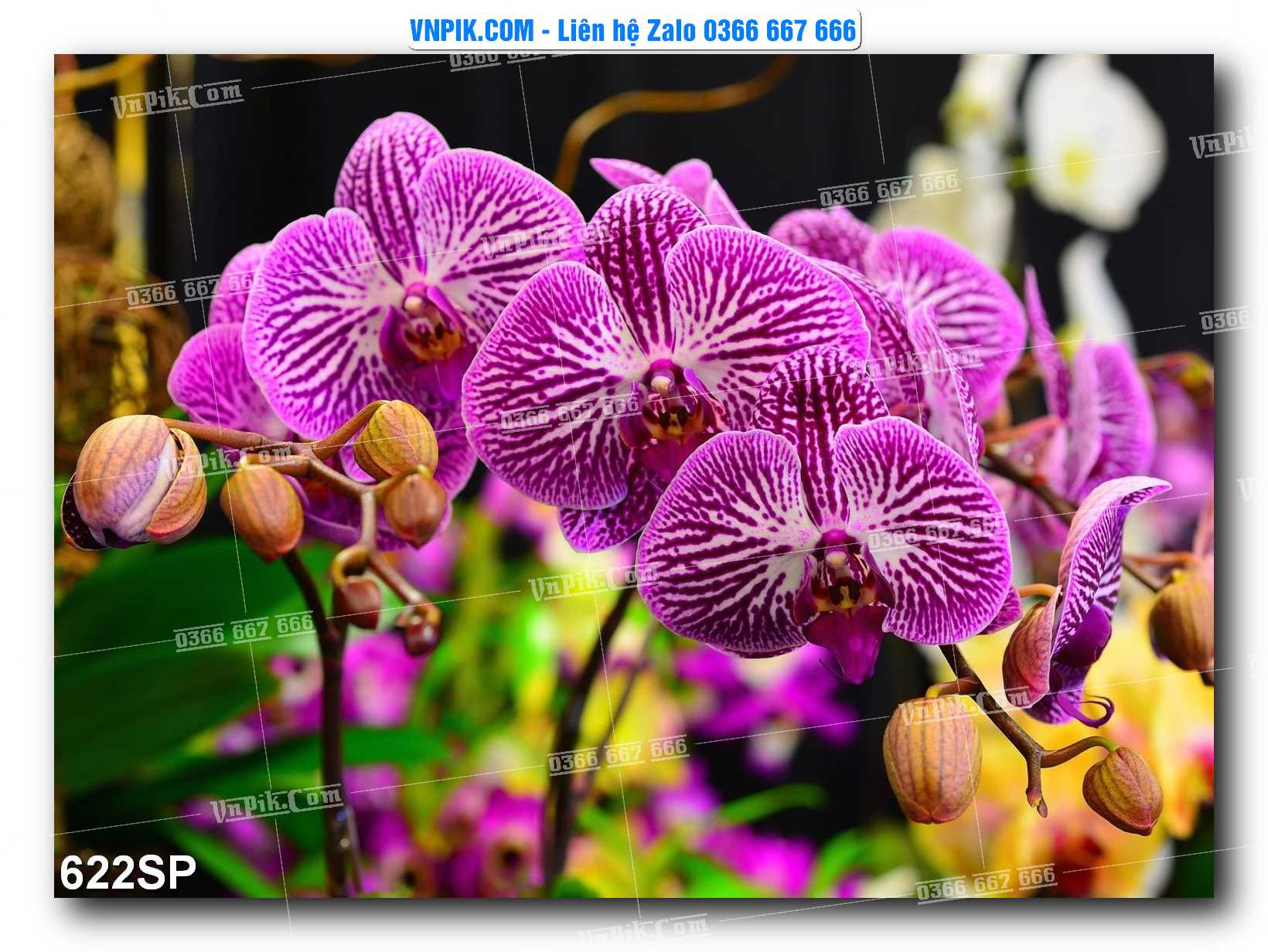 Mẫu tranh spa treo tường đẹp file vector – psd mẫu 622SP