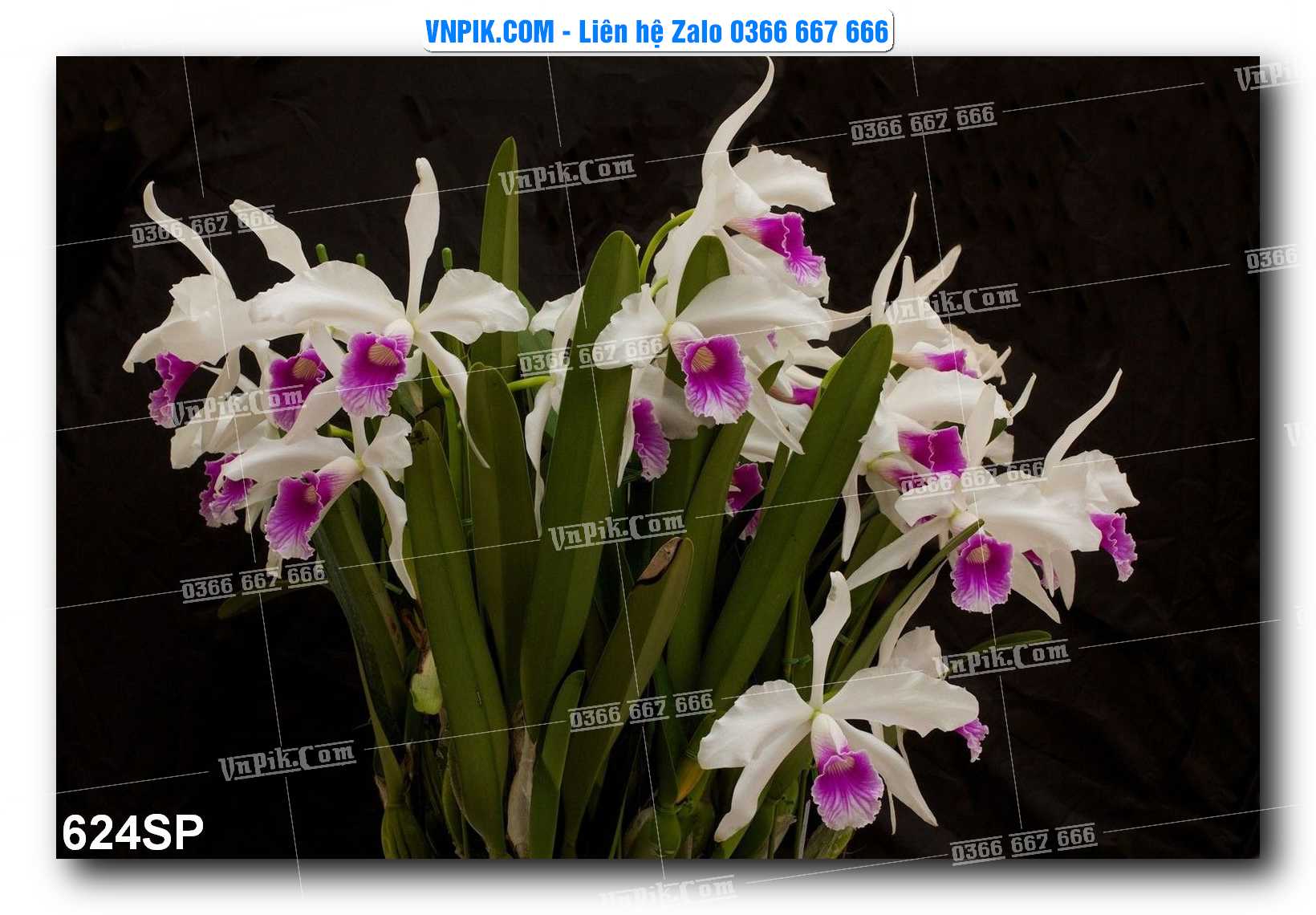 Mẫu tranh spa treo tường đẹp file vector – psd mẫu 624SP