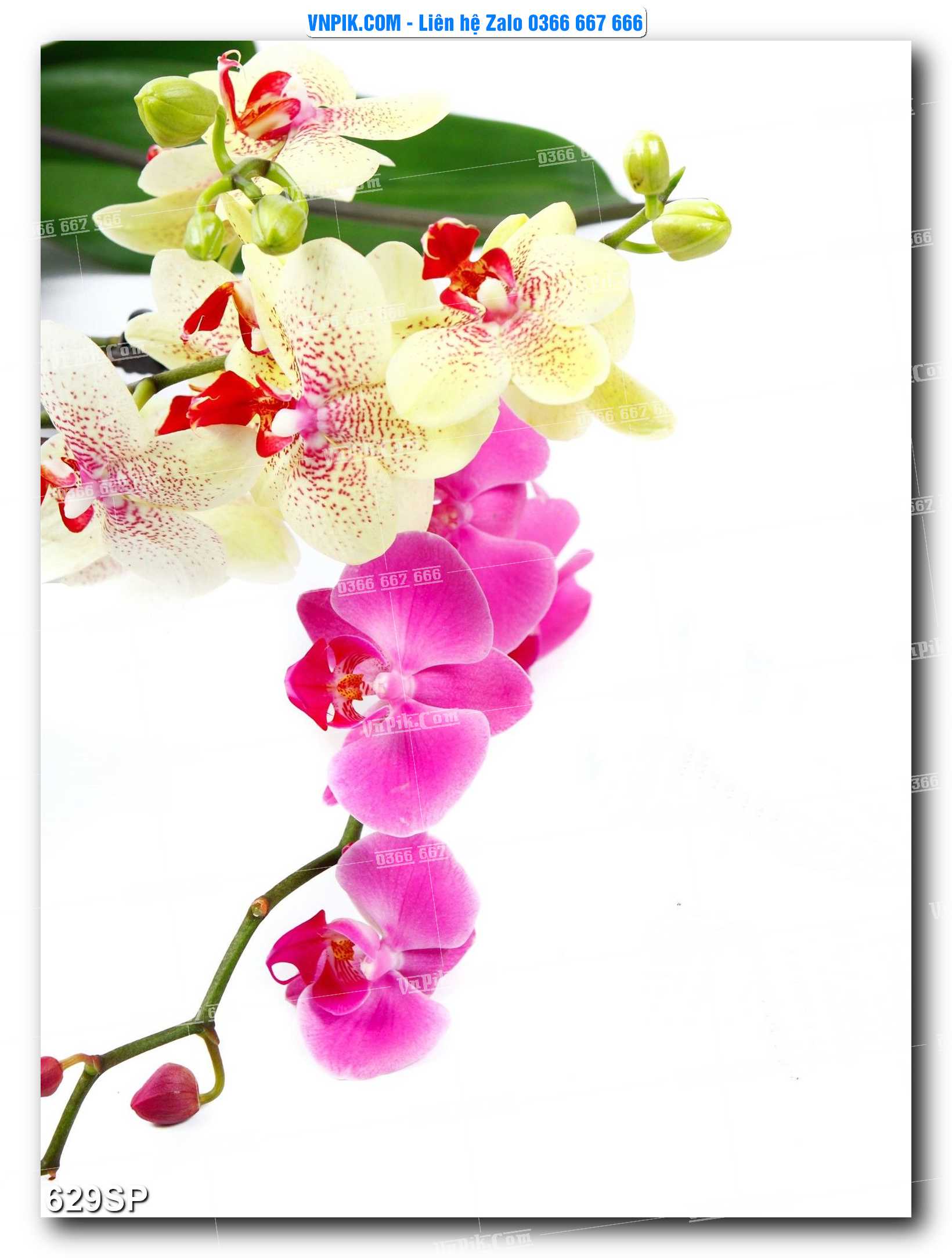 Mẫu tranh spa treo tường đẹp file vector – psd mẫu 629SP