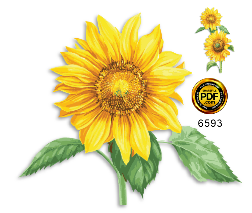 Hoa hướng dương trang trí file vector EPS