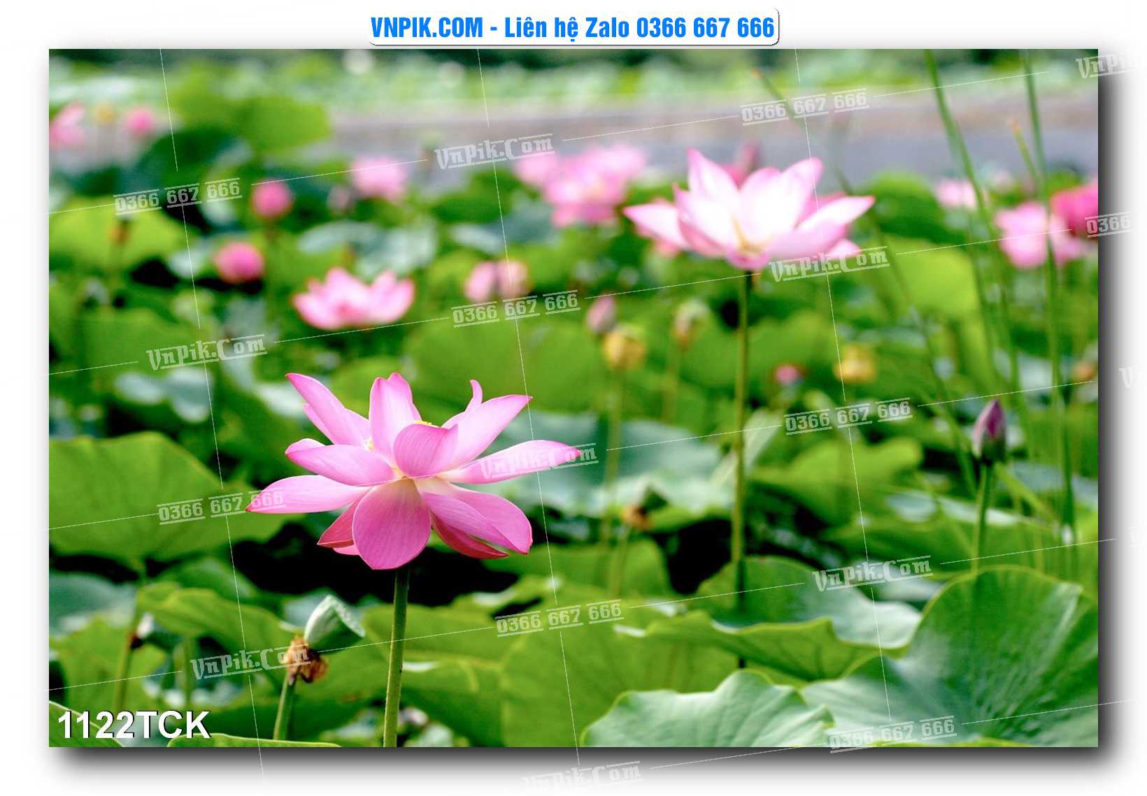 Tranh Hoa Sen – Cá Koi – Cá Chép 1119TCK