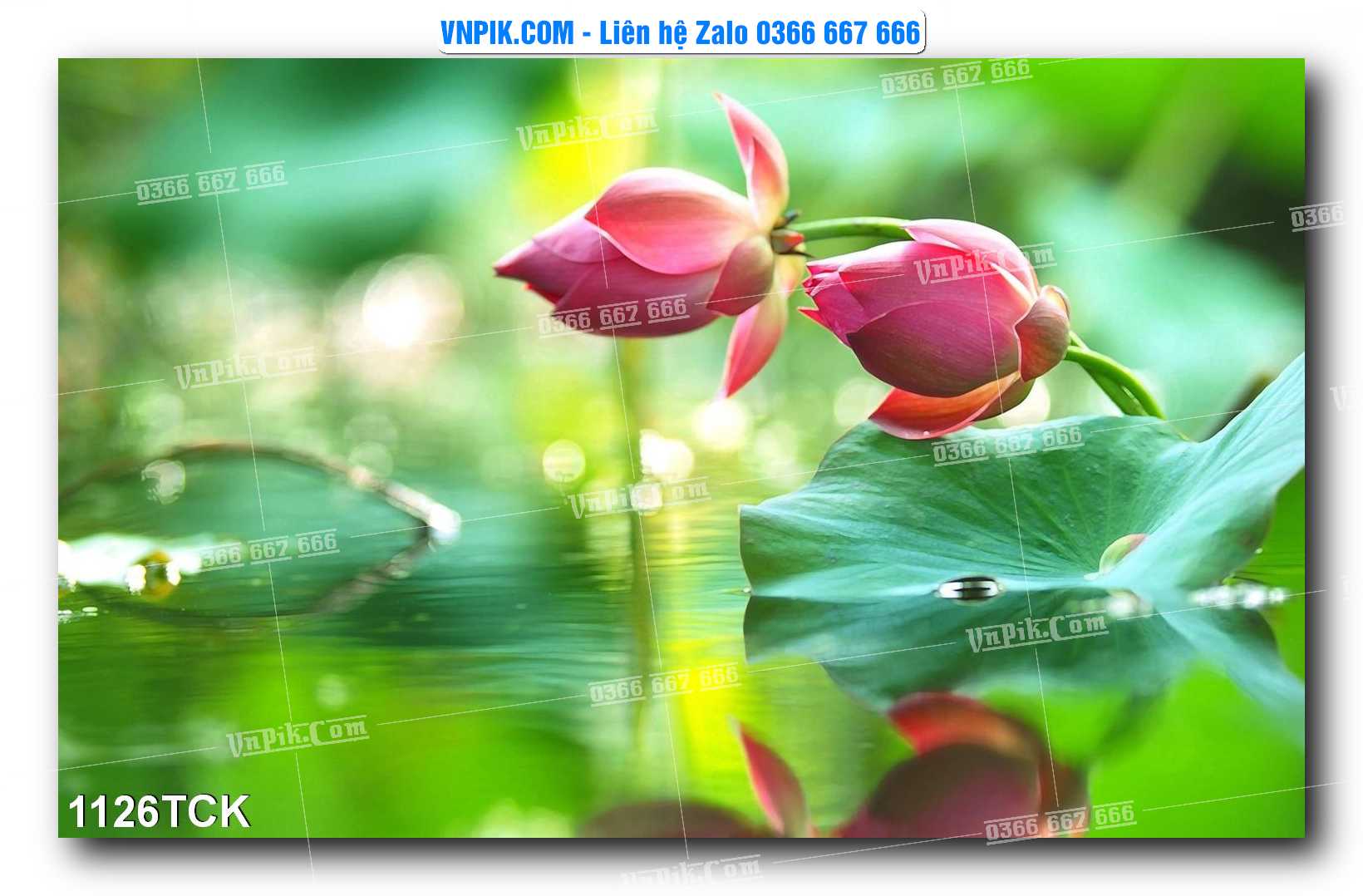 Tranh Hoa Sen – Cá Koi – Cá Chép 1126TCK