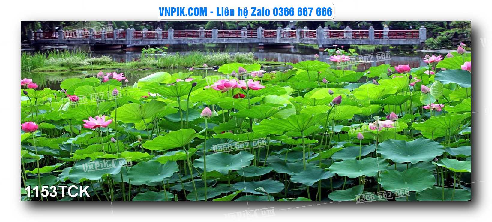 Tranh Hoa Sen – Cá Koi – Cá Chép 1153TCK