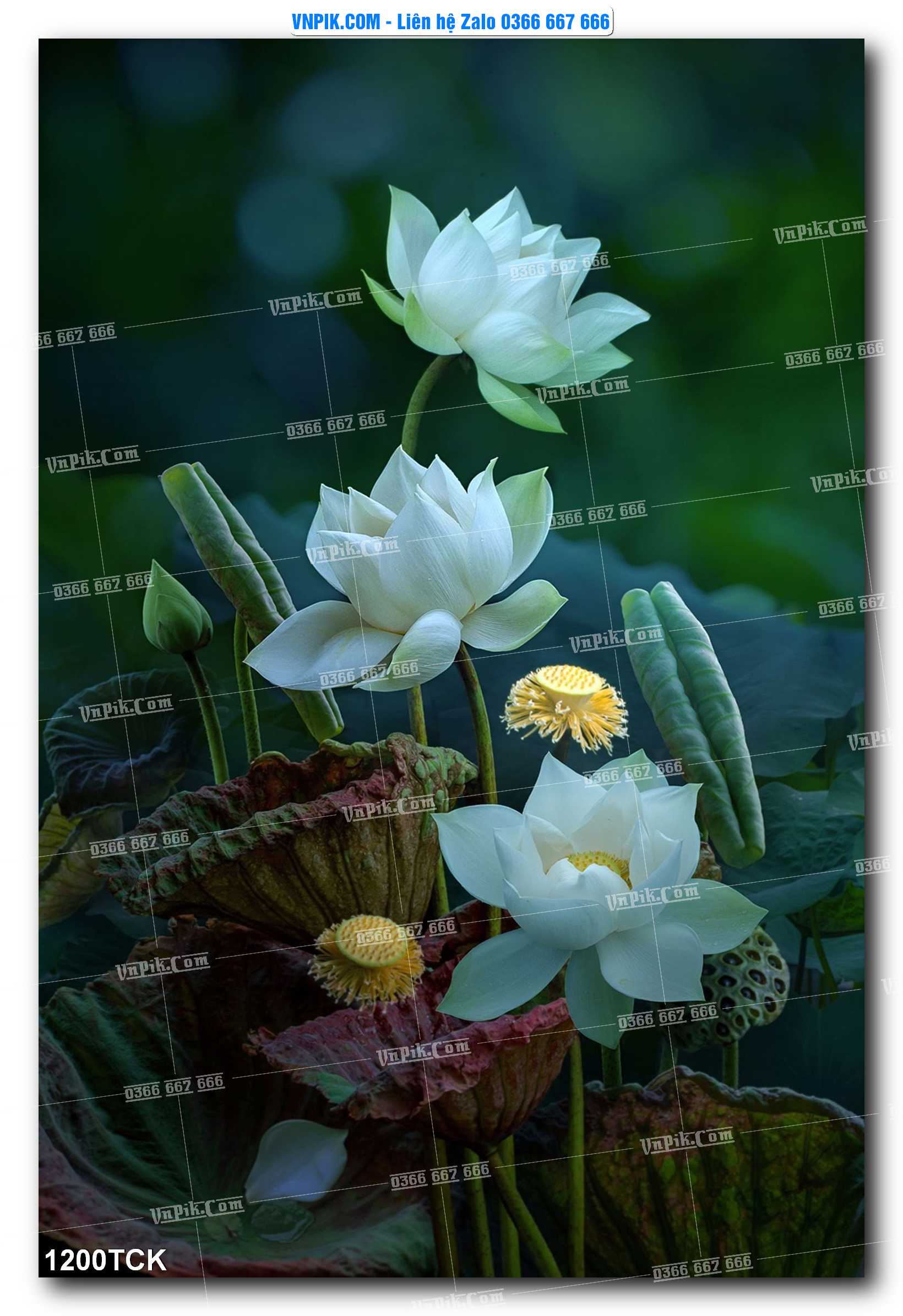 Tranh Hoa Sen – Cá Koi – Cá Chép 1200TCK