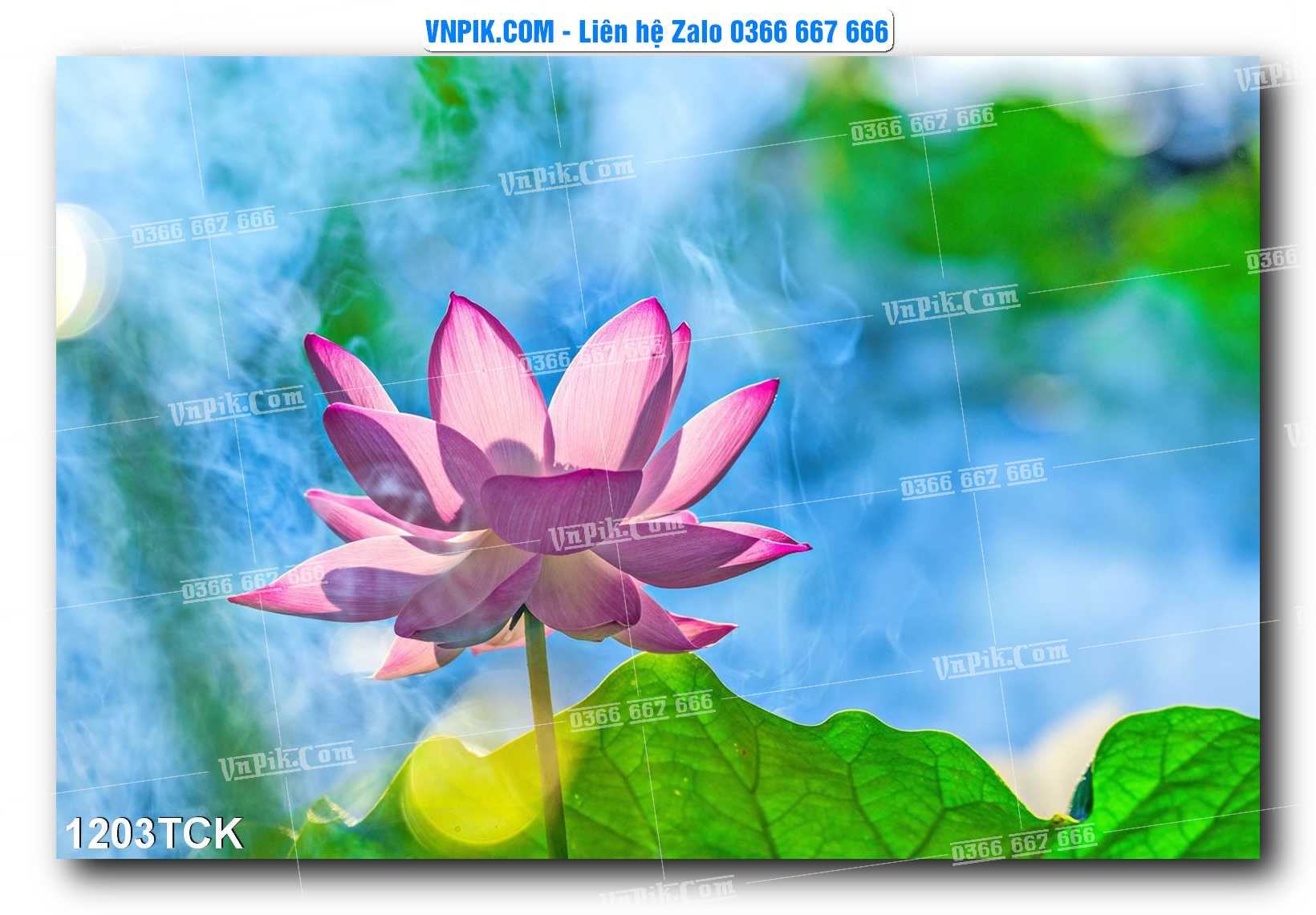 Tranh Hoa Sen – Cá Koi – Cá Chép 1203TCK