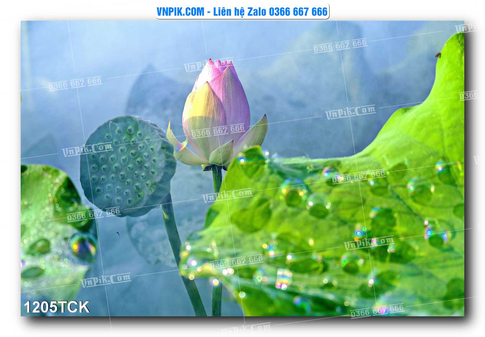 Tranh Hoa Sen – Cá Koi – Cá Chép 1205TCK