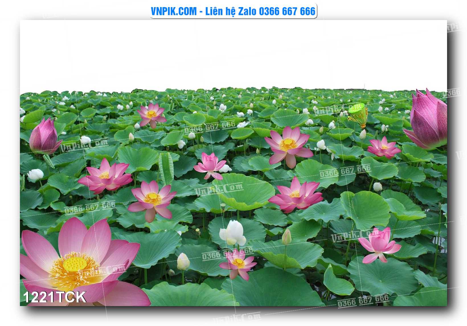Tranh Hoa Sen – Cá Koi – Cá Chép 1221TCK