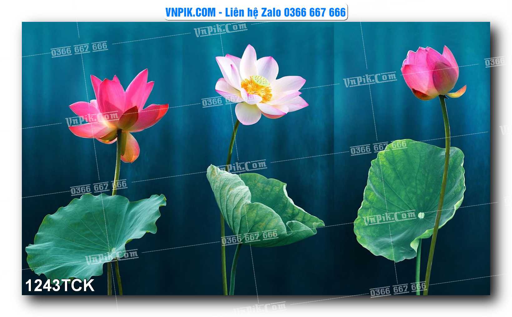 Tranh Hoa Sen – Cá Koi – Cá Chép 1243TCK