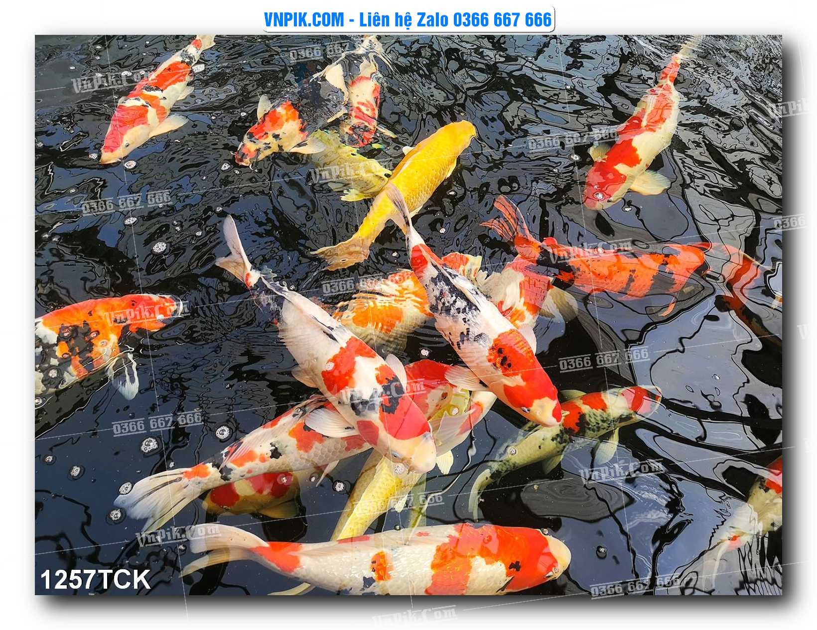 Tranh Hoa Sen – Cá Koi – Cá Chép 1257TCK