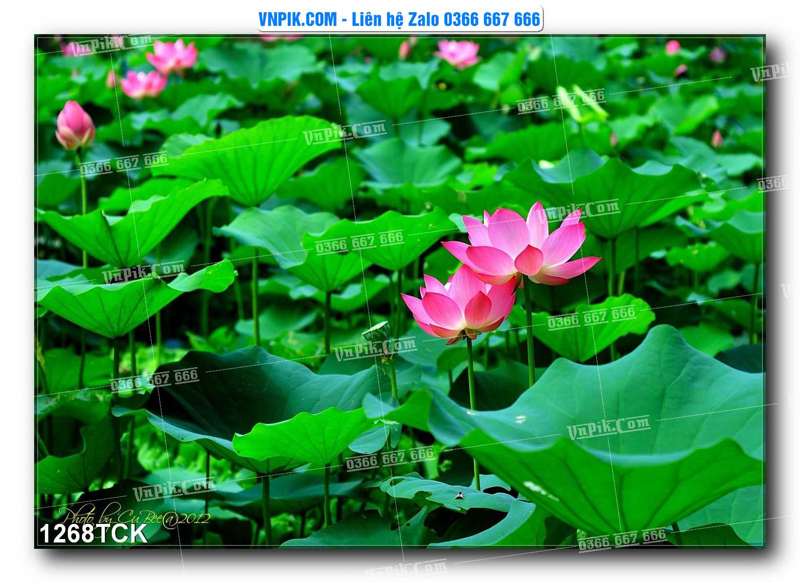 Tranh Hoa Sen – Cá Koi – Cá Chép 1268TCK