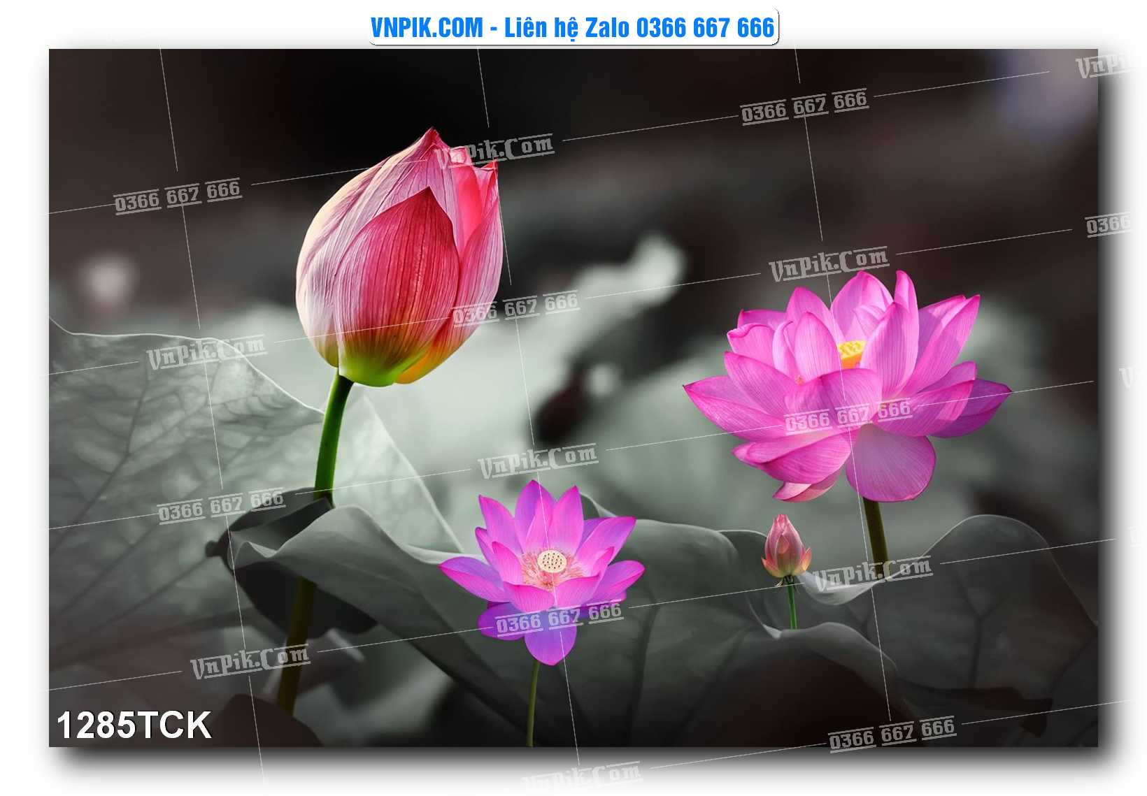 Tranh Hoa Sen – Cá Koi – Cá Chép 1285TCK
