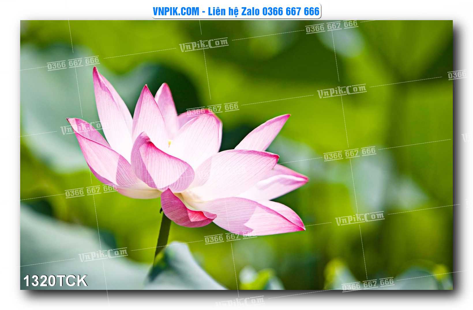 Tranh Hoa Sen – Cá Koi – Cá Chép 1320TCK