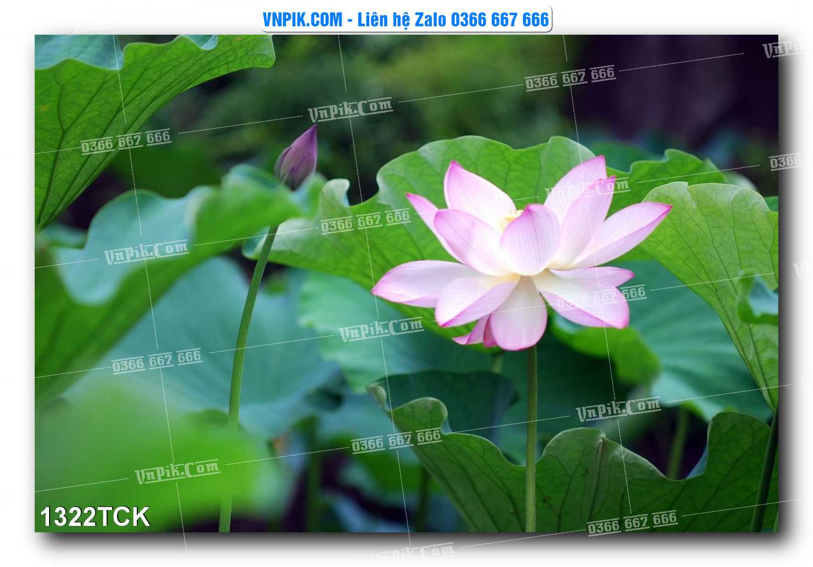 Tranh Hoa Sen – Cá Koi – Cá Chép 1322TCK