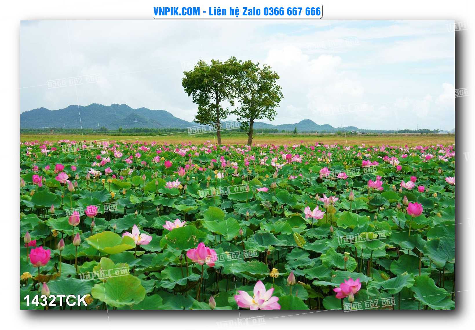 Tranh Hoa Sen – Cá Koi – Cá Chép 1432TCK