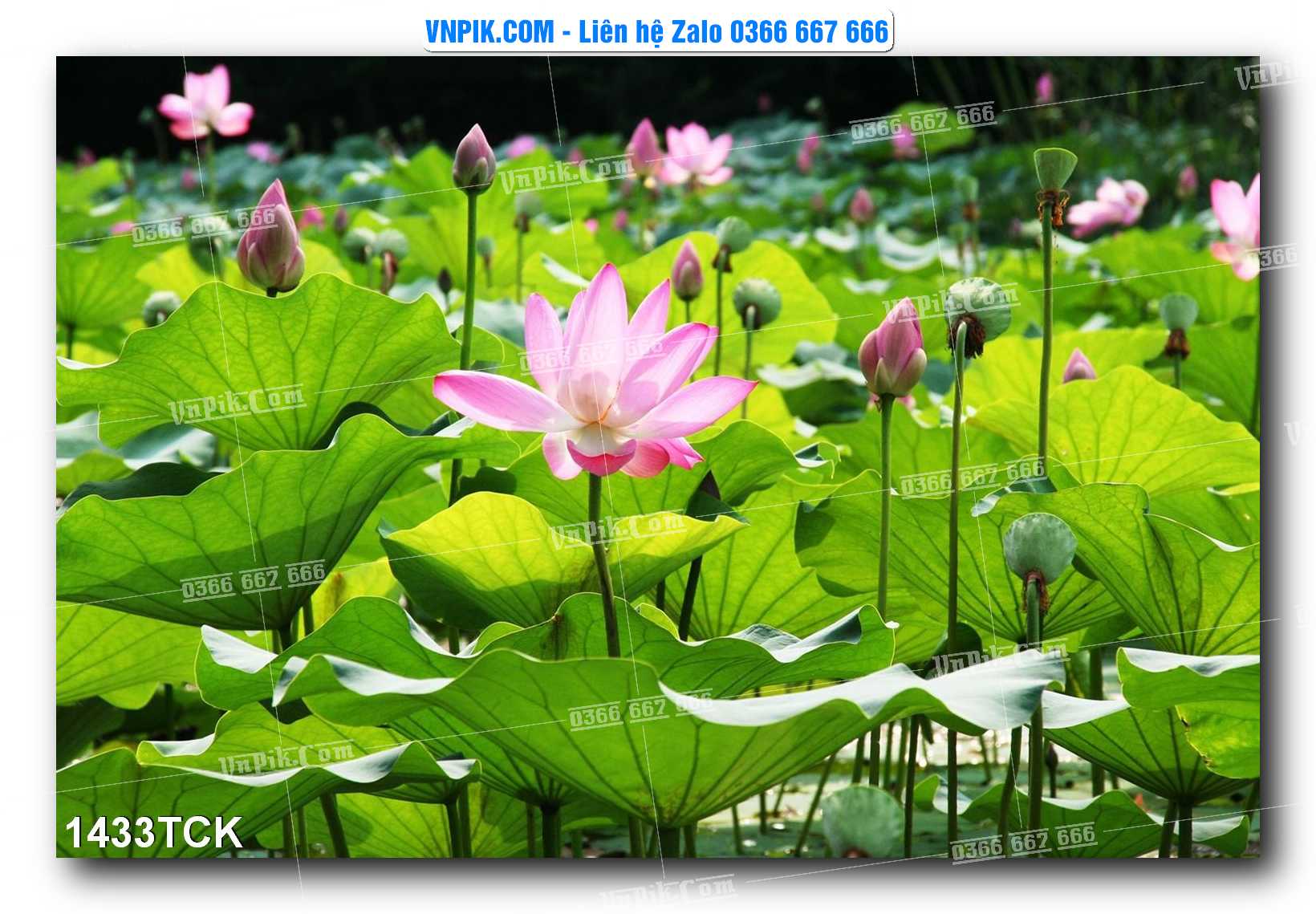 Tranh Hoa Sen – Cá Koi – Cá Chép 1433TCK