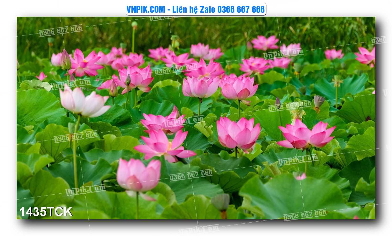 Tranh Hoa Sen – Cá Koi – Cá Chép 1435TCK