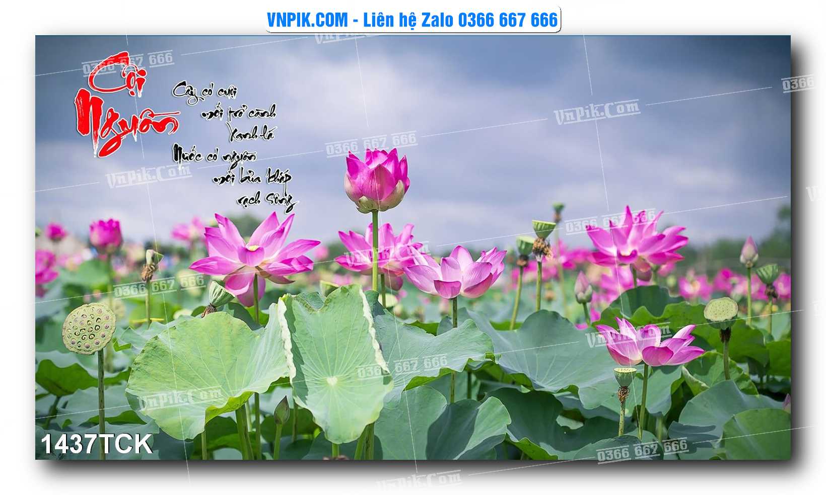 Tranh Hoa Sen – Cá Koi – Cá Chép 1437TCK
