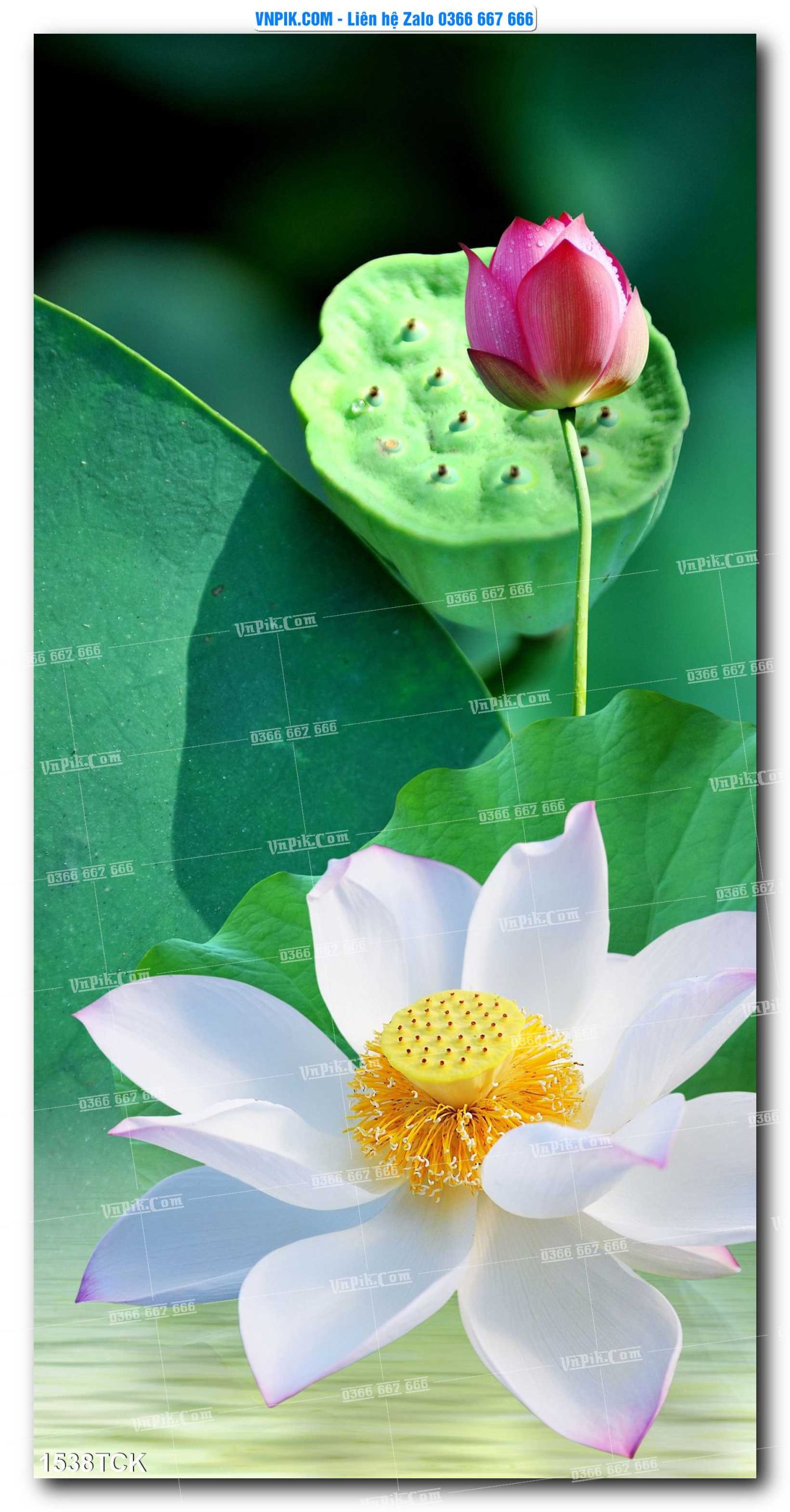 Tranh Hoa Sen – Cá Koi – Cá Chép 1538TCK