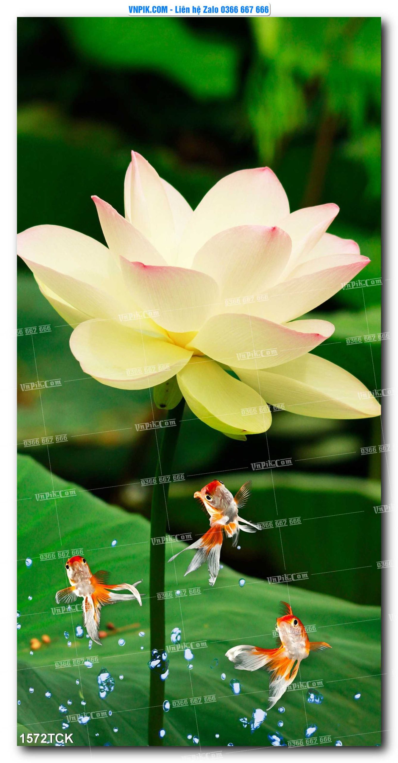 Tranh Hoa Sen – Cá Koi – Cá Chép 1572TCK