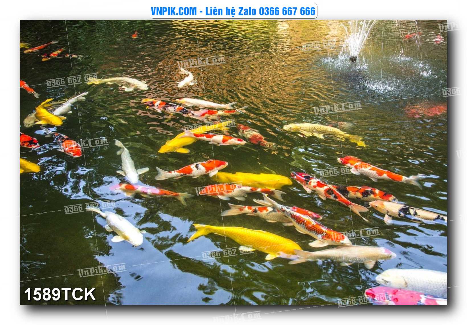 Tranh Hoa Sen – Cá Koi – Cá Chép 1589TCK