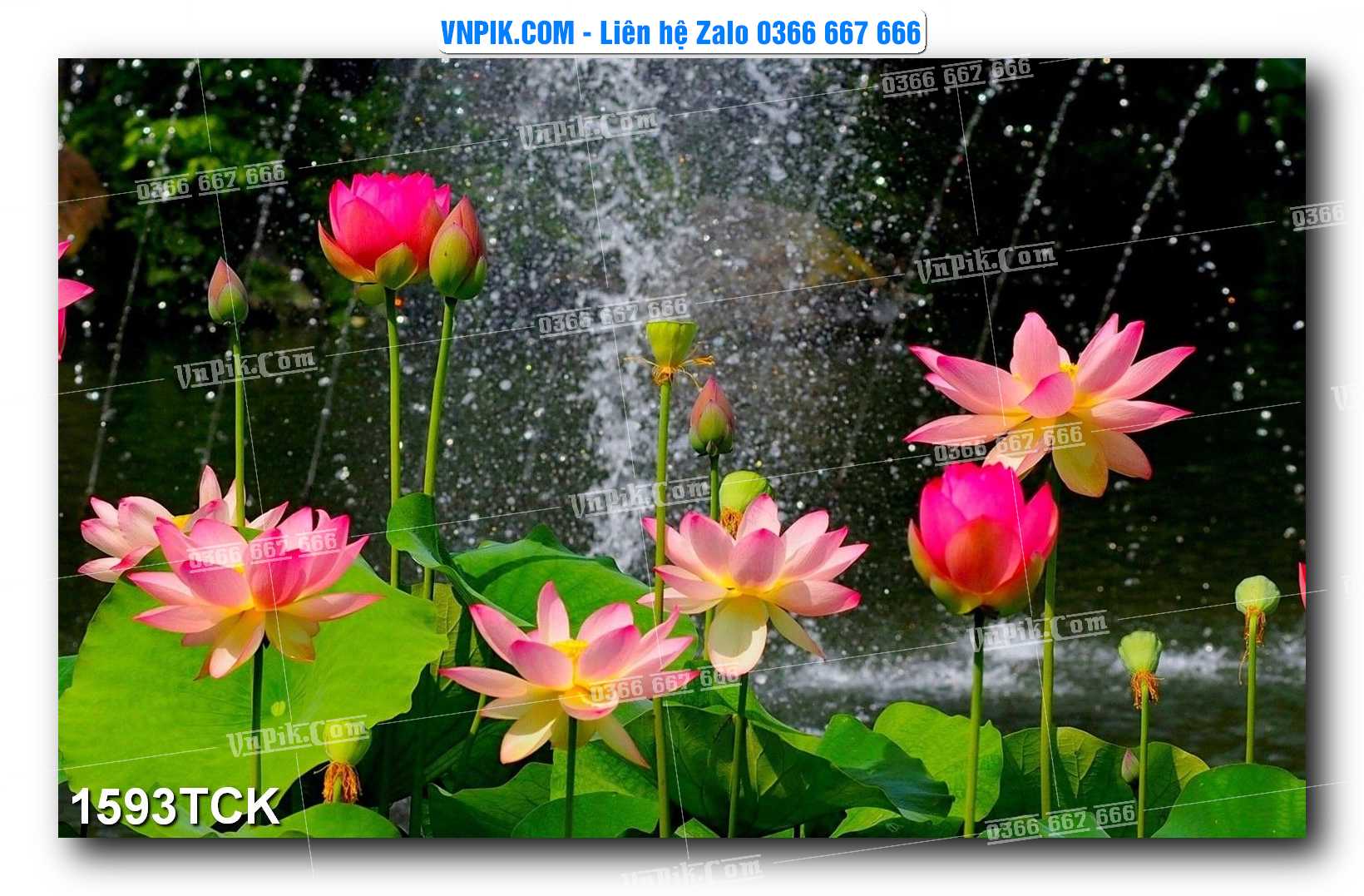 Tranh Hoa Sen – Cá Koi – Cá Chép 1593TCK