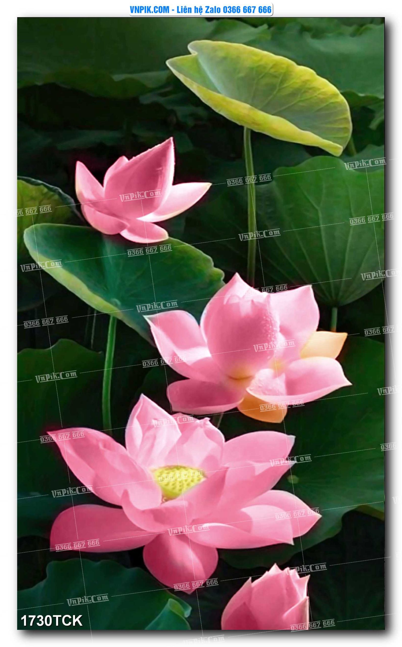 Tranh Hoa Sen – Cá Koi – Cá Chép 1730TCK