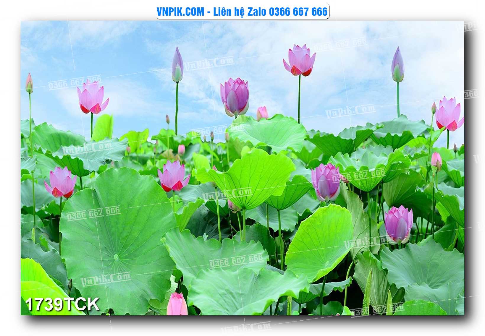 Tranh Hoa Sen – Cá Koi – Cá Chép 1739TCK