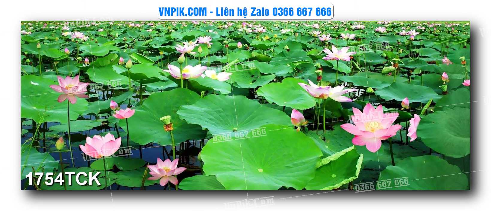 Tranh Hoa Sen – Cá Koi – Cá Chép 1754TCK