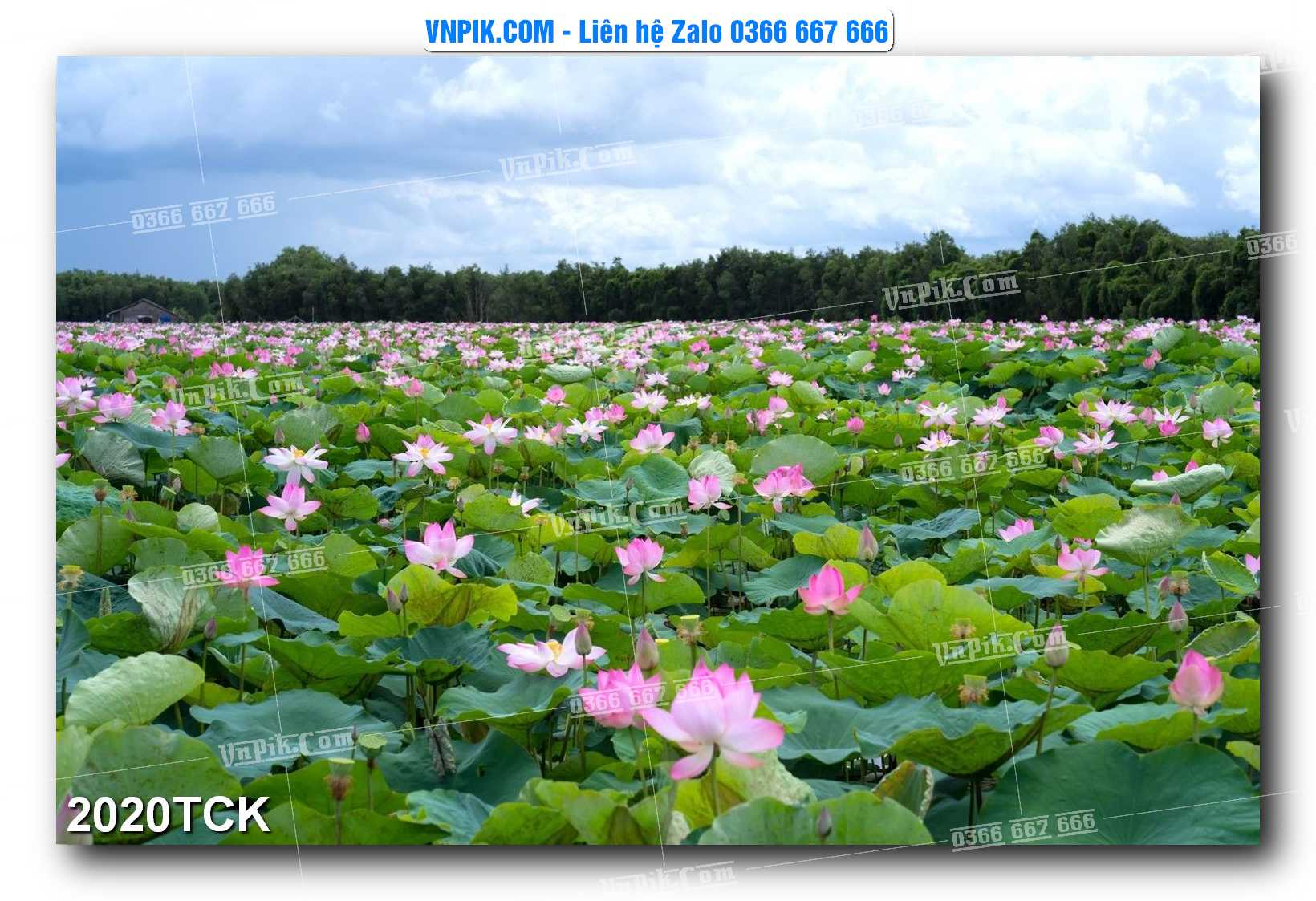 Tranh Hoa Sen – Cá Koi – Cá Chép 2020TCK