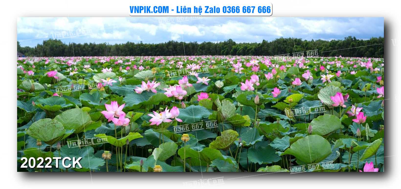 Tranh Hoa Sen – Cá Koi – Cá Chép 2022TCK