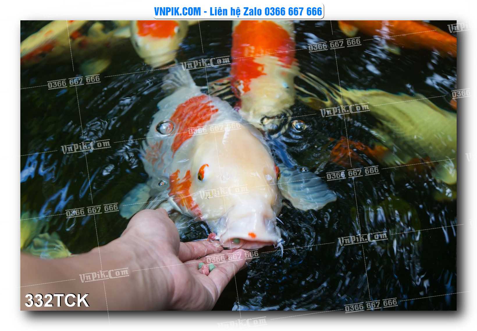 Tranh Hoa Sen – Cá Koi – Cá Chép  332TCK