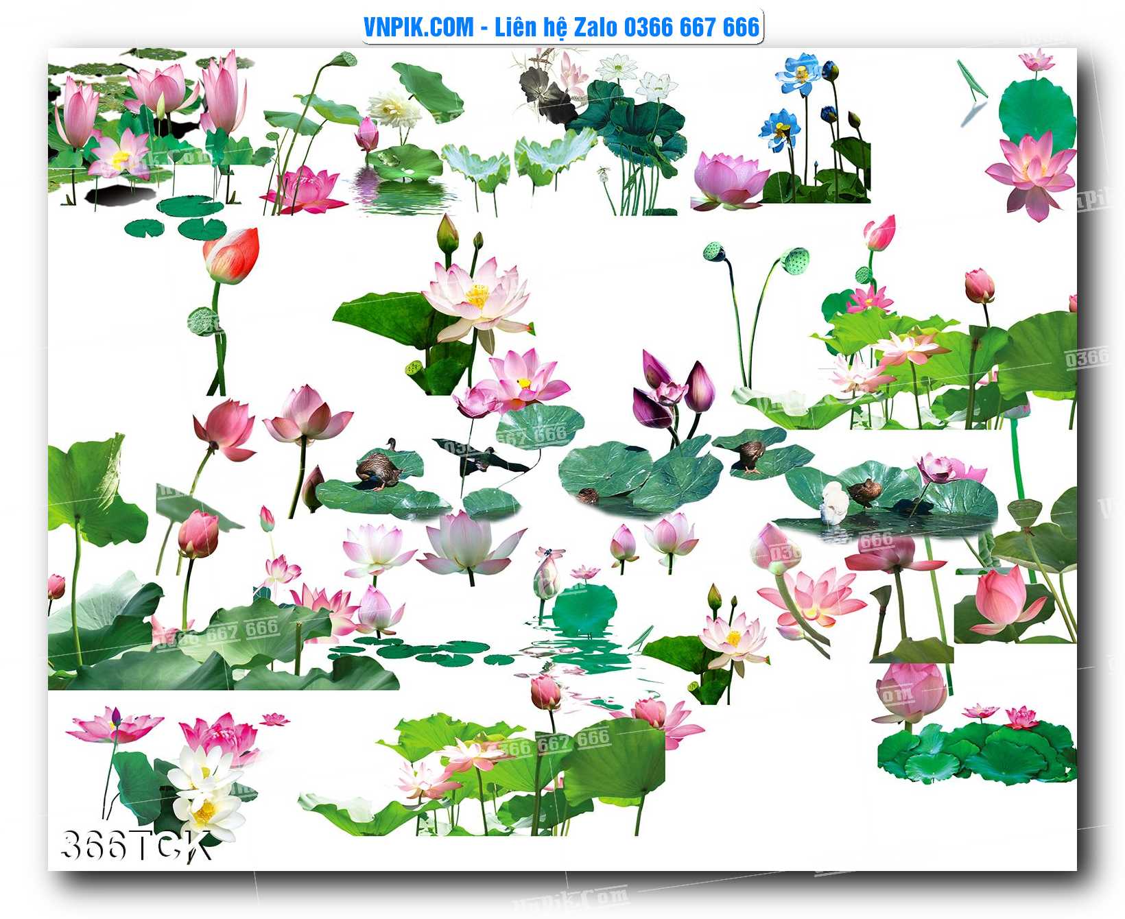Tranh Hoa Sen – Cá Koi – Cá Chép  366TCK