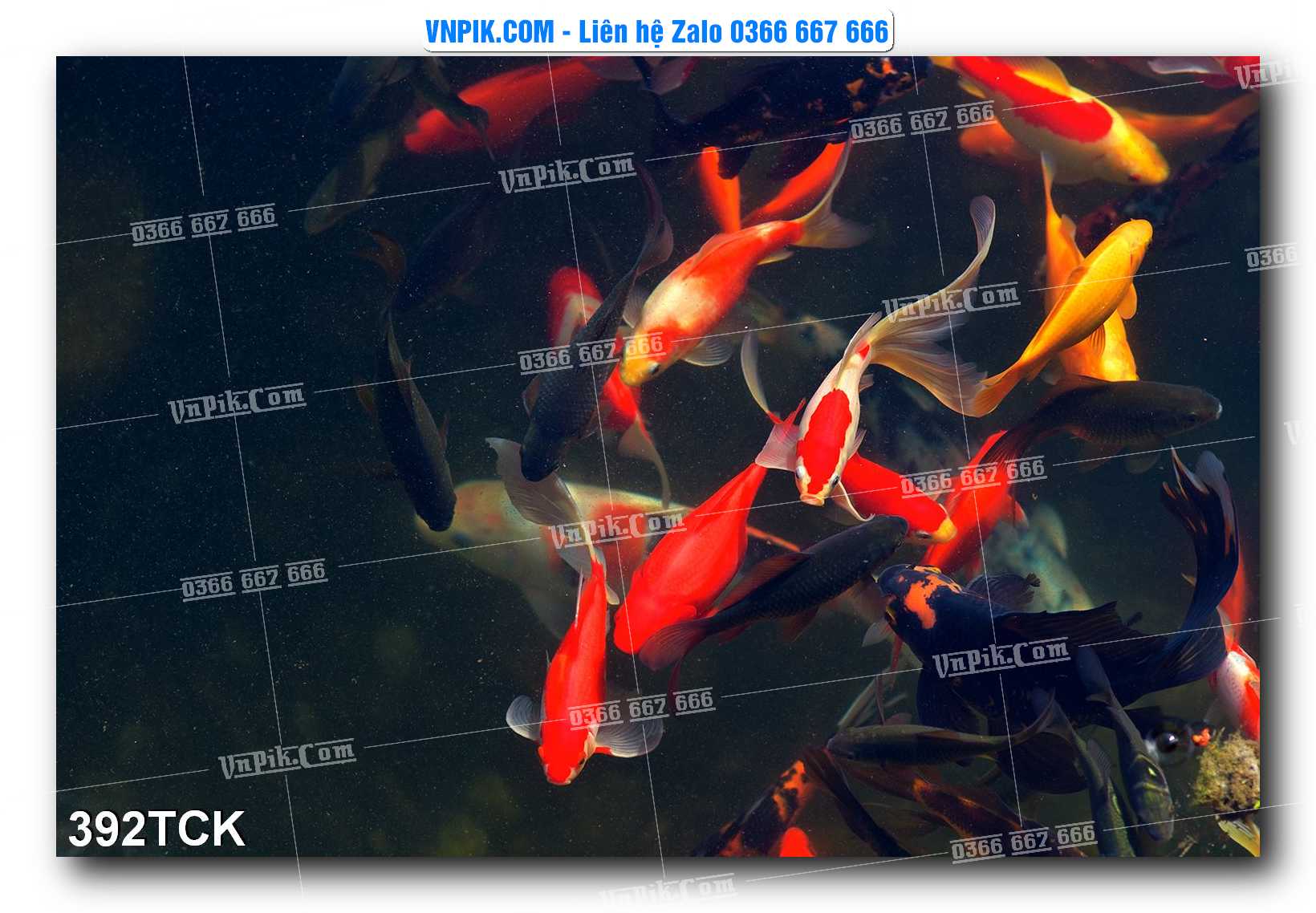 Tranh Hoa Sen – Cá Koi – Cá Chép  392TCK