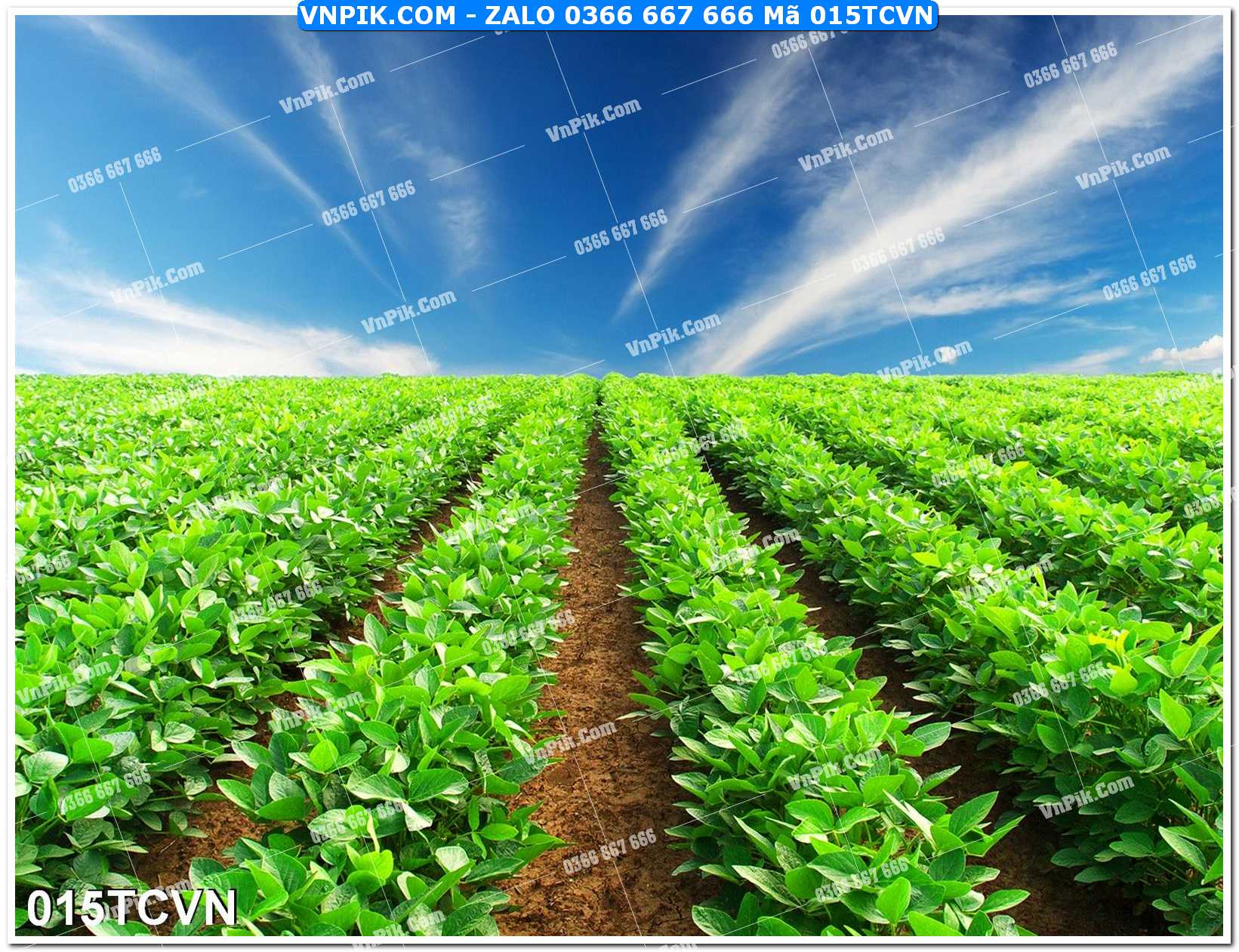 Mẫu tranh thắng cảnh việt nam mã file 015TCVN
